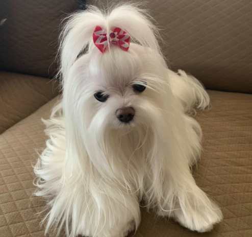 Maltese con fiocco rosa nel salone Pet & Wellness