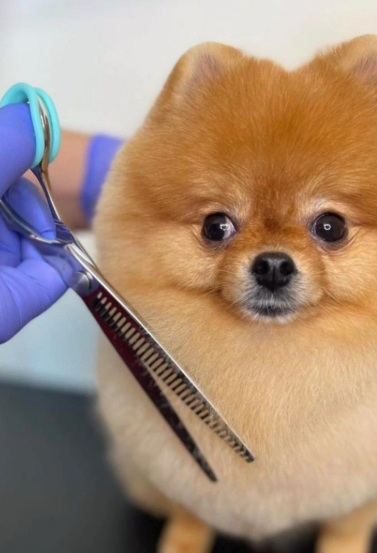 Volpino di Pomerania durante la toelettatura nel salone Pet & Wellness